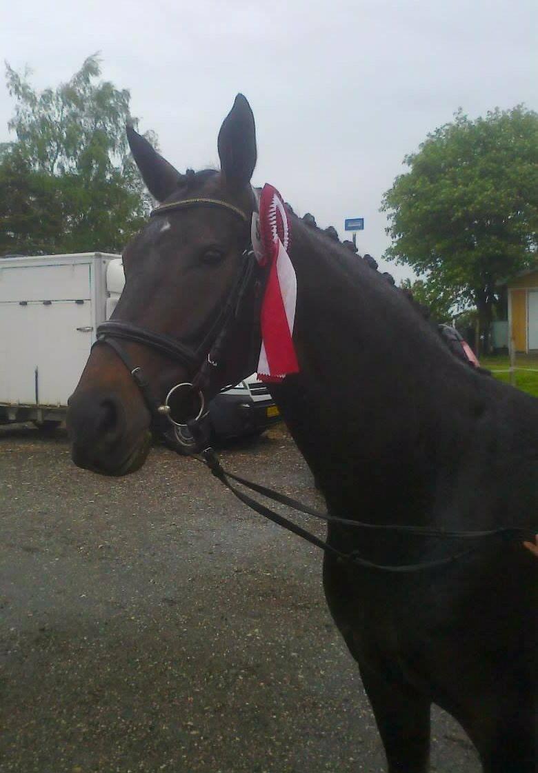 Dansk Varmblod Feodora Khan - Feodora til sit livs første stævne. Gik LD2 til 65,28 % og fik en første plads :-) billede 16