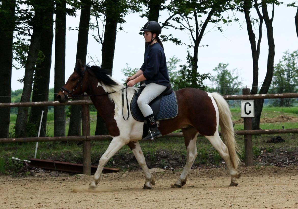 Welsh Cob (sec D) / Pinto - Skovbjerggårds Lukas (SOLGT) - Trav, første gang med rytter. 2013 ♥ billede 8