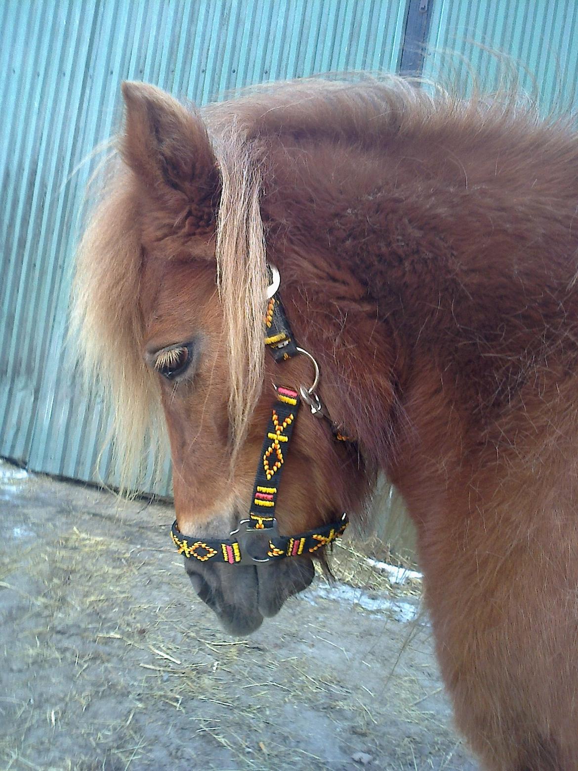 Shetlænder Skovgaardens Beatrix billede 7