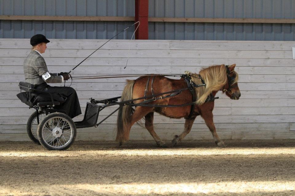 Shetlænder Skovgaardens Beatrix billede 8