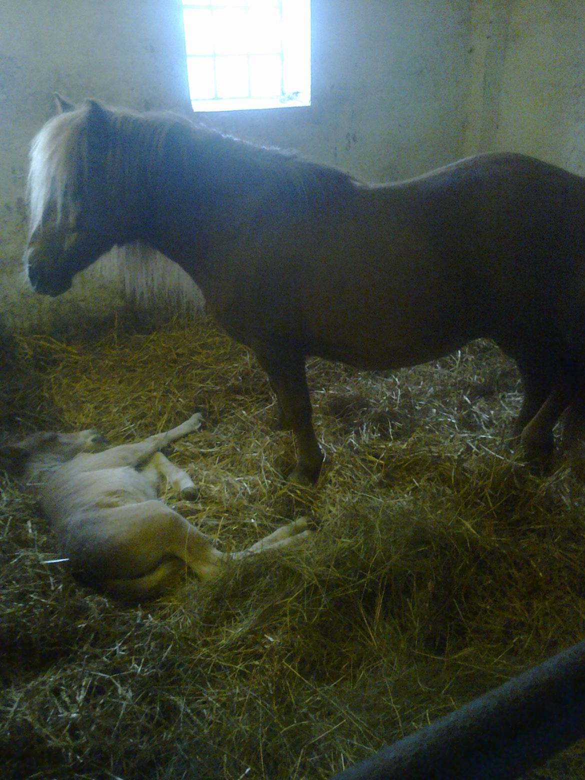 Shetlænder Skovgaardens Beatrix billede 9