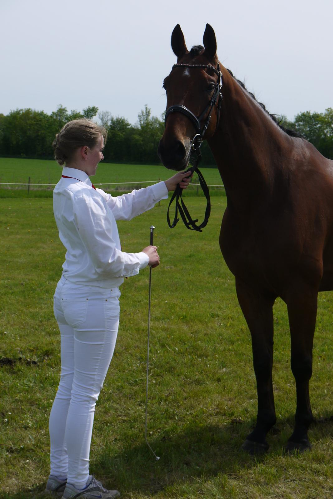 Dansk Varmblod Møllegårdens De Niz - Dyrskue Gl. Estrup 2013. 
 billede 3
