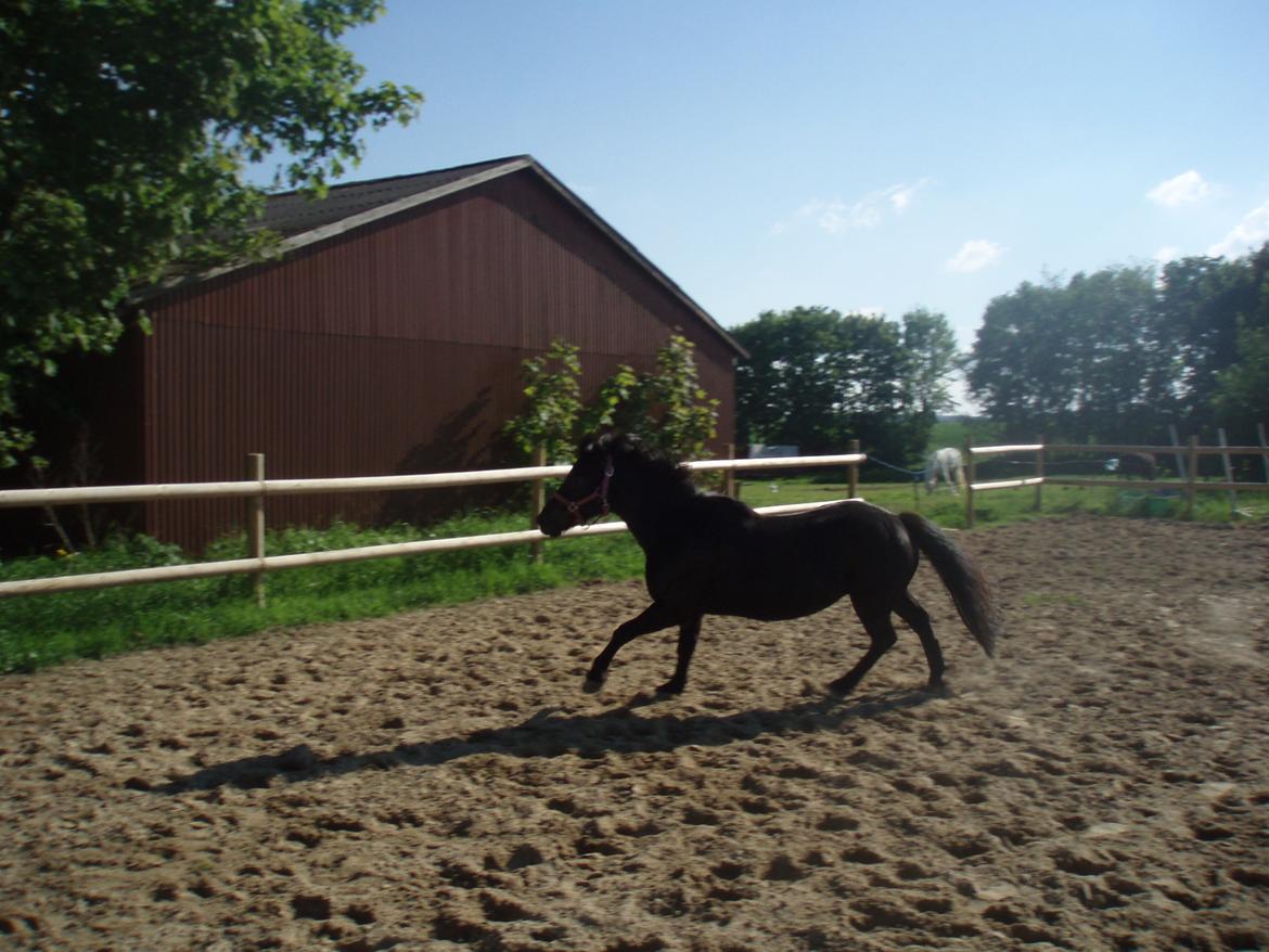 Dartmoor Lullu billede 4