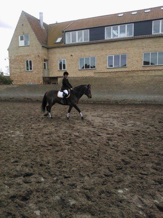 Connemara Jester - LC.1 på Jester <3 billede 2