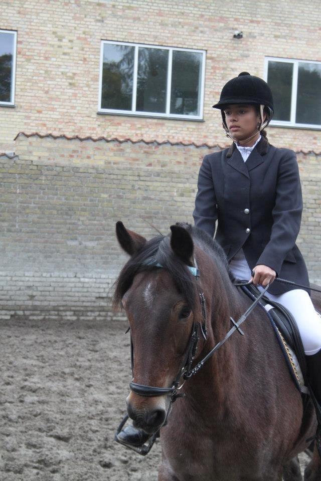 Connemara Jester - LC.1 på Jester, han var en stjerne. billede 3