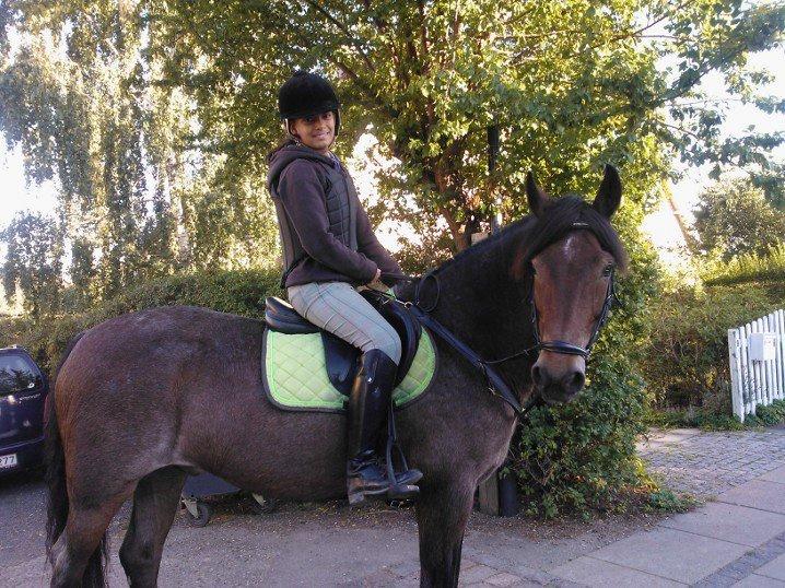 Connemara Jester - Velkommen til vores profil :)
Første gang jeg rider prinsen <3 billede 1