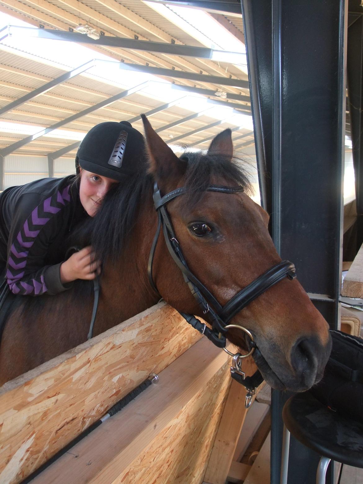 New Forest Cayenne  billede 19