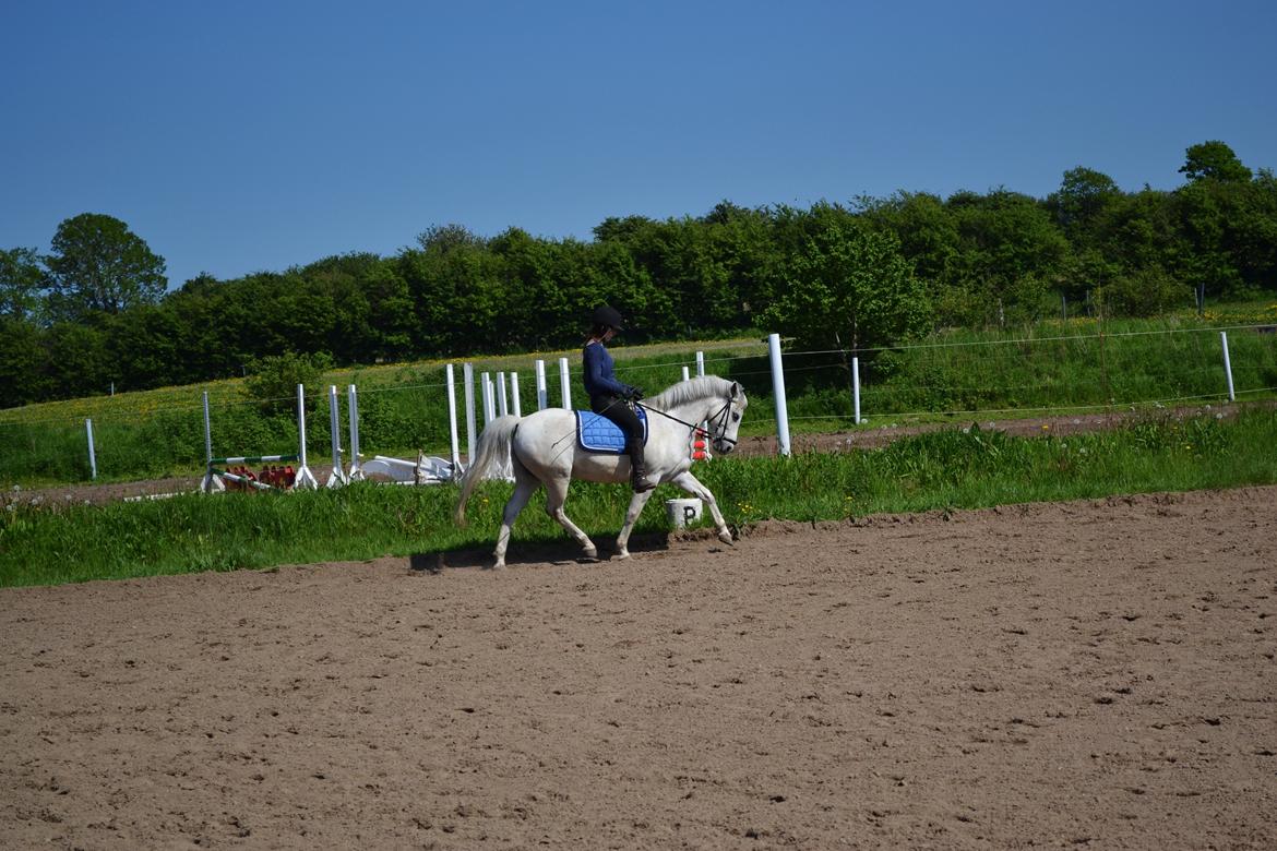 Anden særlig race Pegasus SOLGT billede 4