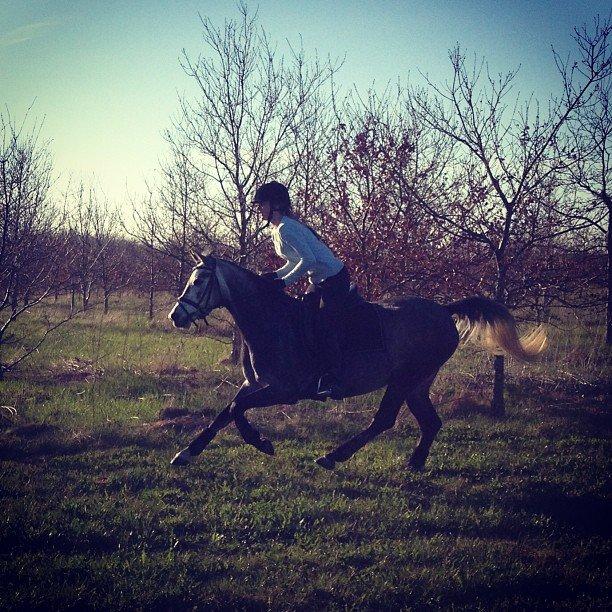 Anglo Araber (AA) Adonis - (Foråret 2013) Galop på marken, taget af Cilla <3 billede 12