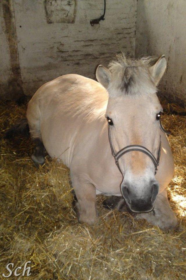 Fjordhest Fie - ja så blev jeg lige træt :) billede 7