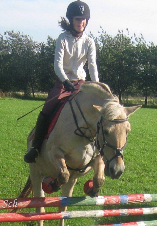 Fjordhest Fie - hops :) billede 8