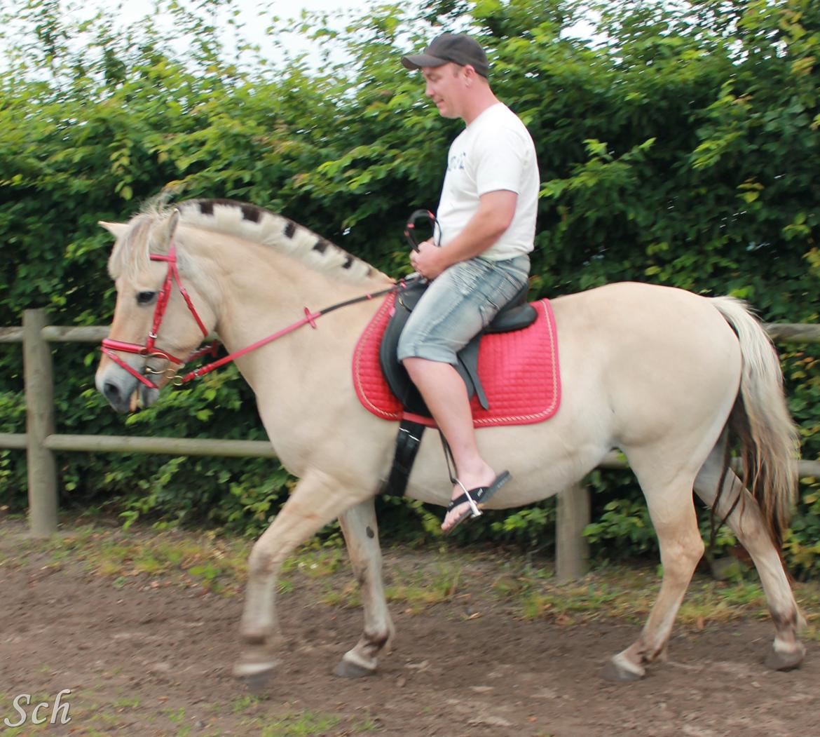 Fjordhest Fie - min bonus far og fie billede 9