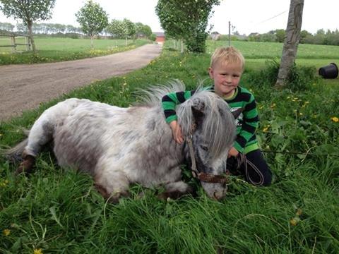 Knabstrupper Pepsi Max billede 7