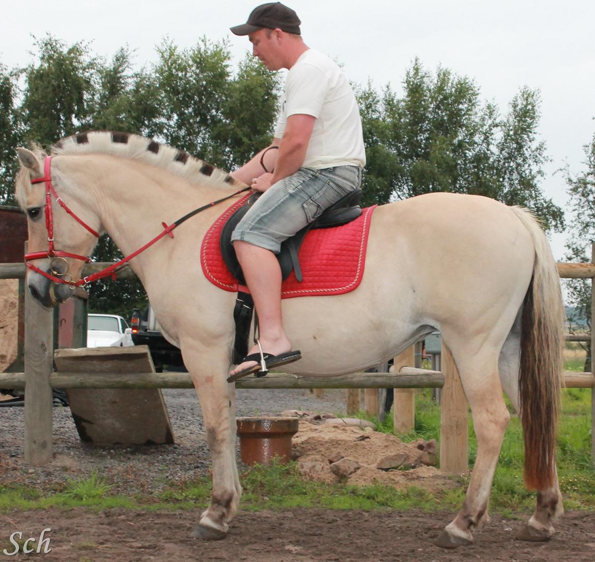 Fjordhest Fie - dem igen  billede 10