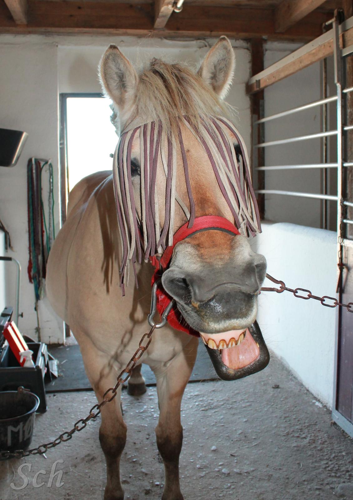 Fjordhest Fie - "gaaaab, hvor er det kedeligt at stå her" ;) billede 11
