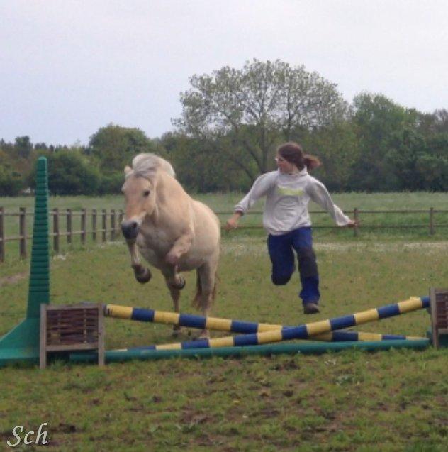 Fjordhest Fie - At kunne kommunikere med sin hest kan man komme langt med <3 og har heller ikke trodet at jeg kunne gøre dette med min dejlige hest uden noget som helst  billede 12