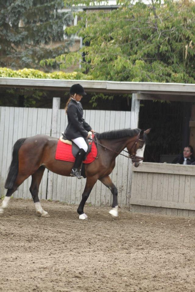 Irsk Sportspony Carlton Beyonce - LD2 på prinsessen<3<3 billede 6