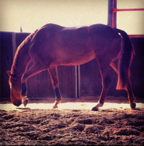 Hollandsk Varmblod Ziggy Marley m2s - Ziggy efter 3-4 måneder med god træning og foder:=) billede 15