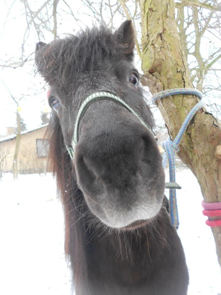 Shetlænder Elvis - Goddag og velkommen til min profil :) billede 5