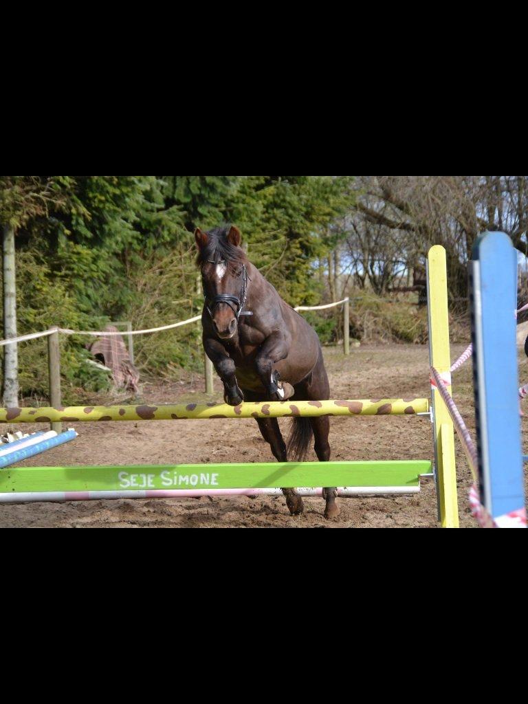 Connemara Scarlett billede 1