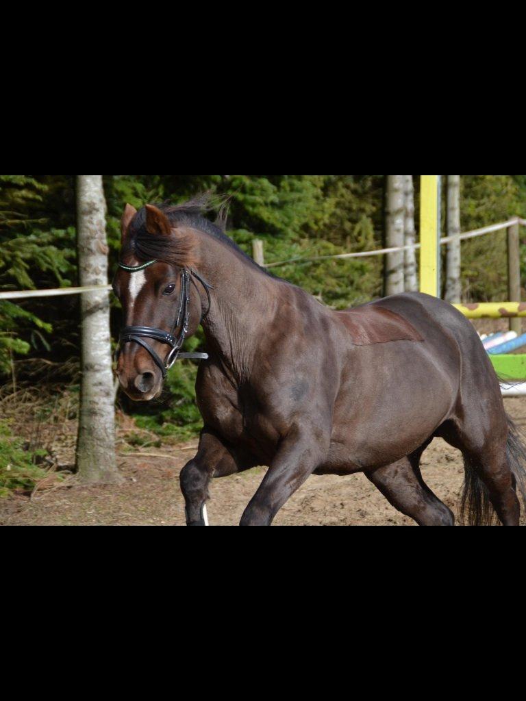 Connemara Scarlett billede 2