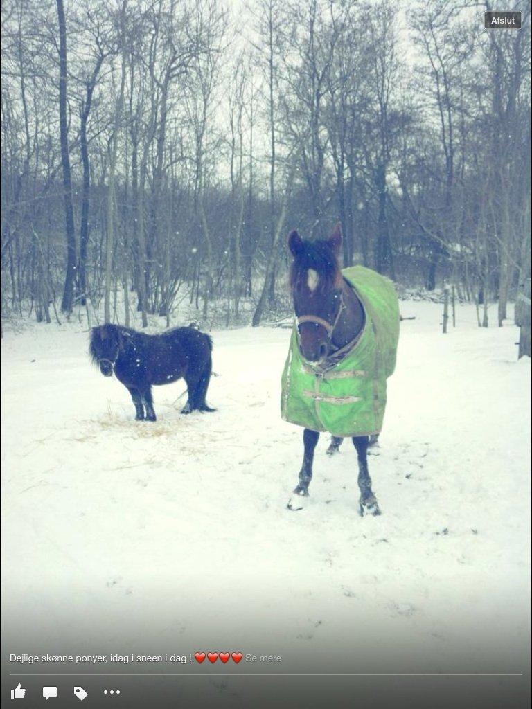 Connemara Scarlett billede 3