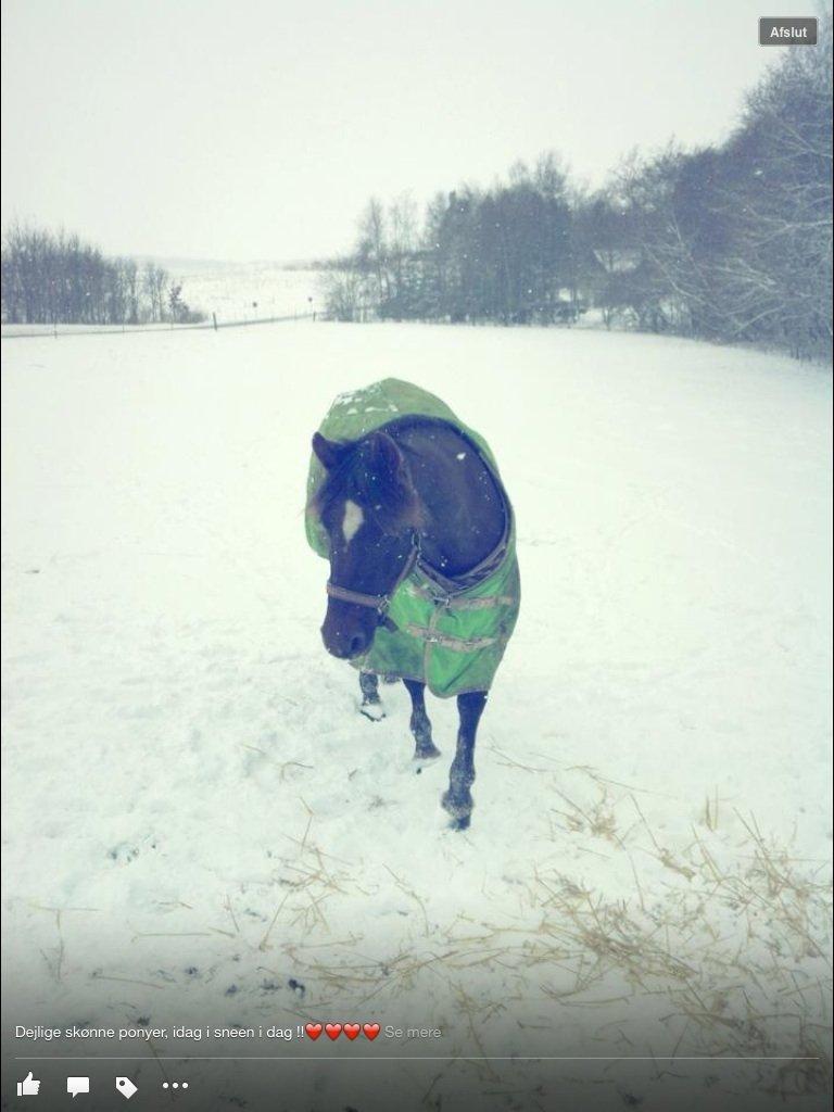 Connemara Scarlett billede 4