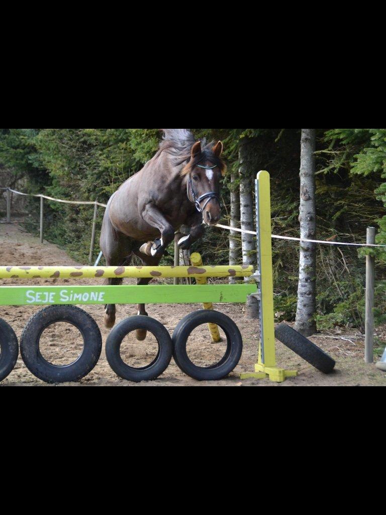 Connemara Scarlett billede 5
