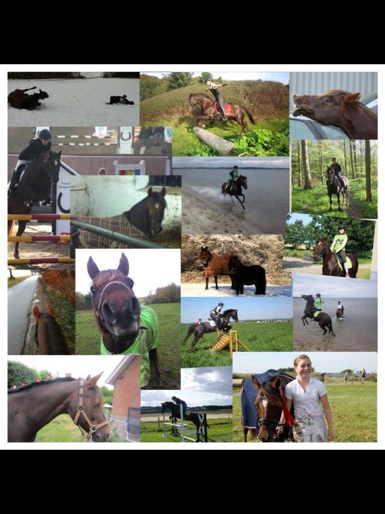 Connemara Scarlett billede 6