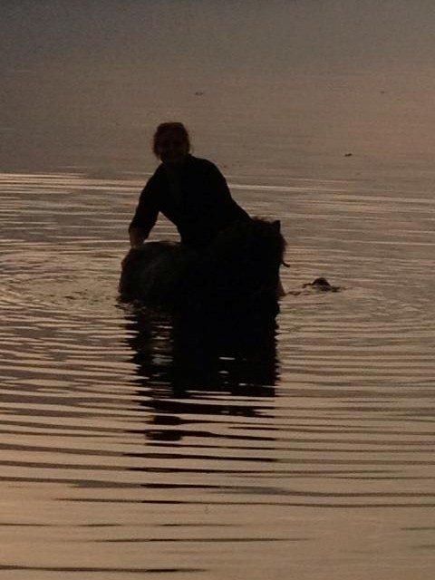 Shetlænder Elvis billede 28