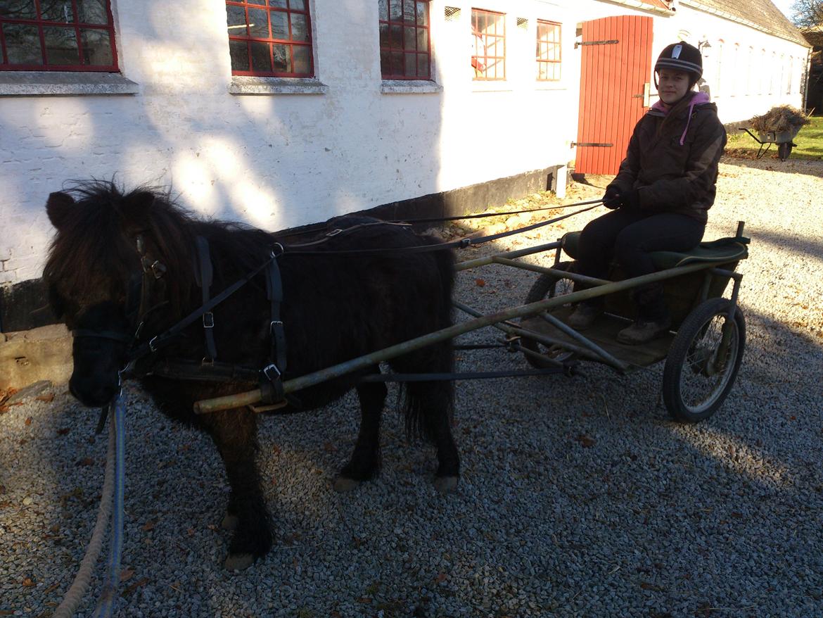 Shetlænder Elvis billede 29