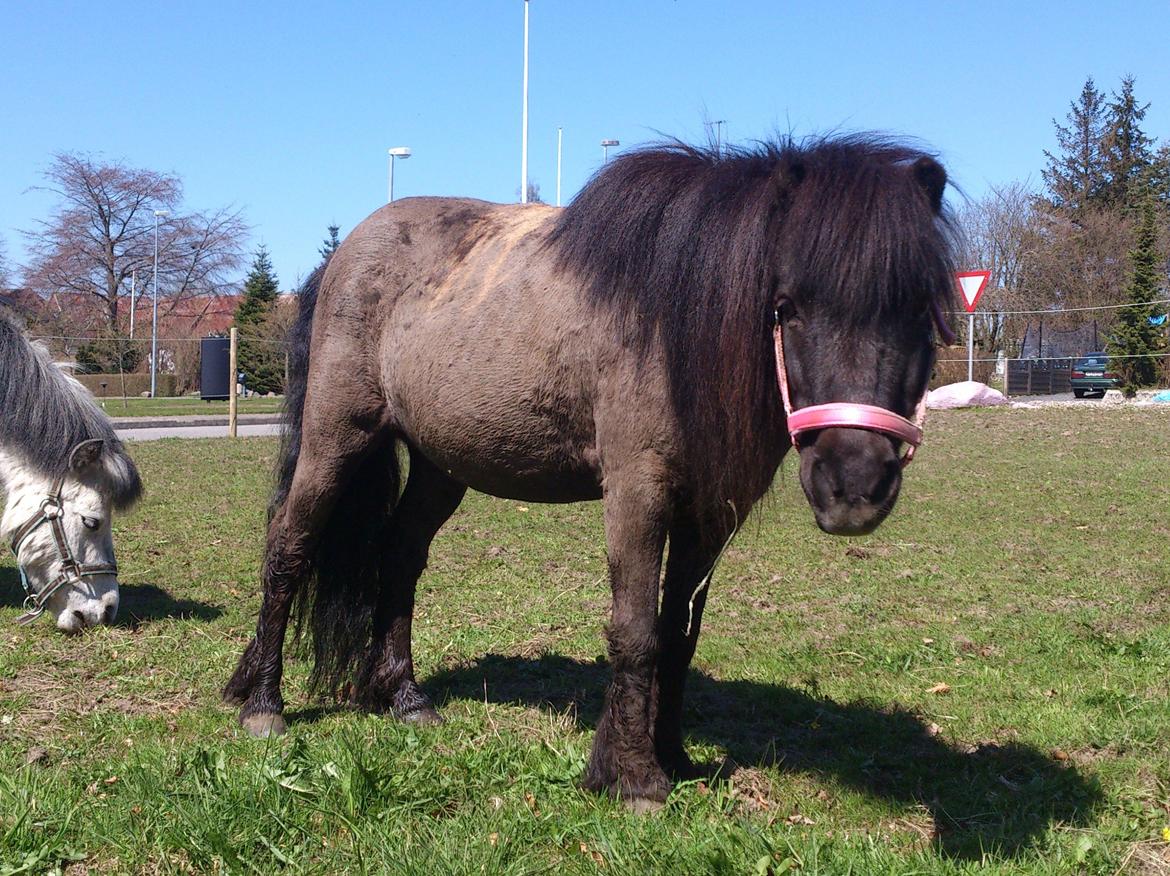 Shetlænder Elvis - Elvis sommerklippet med ny grime :) billede 30