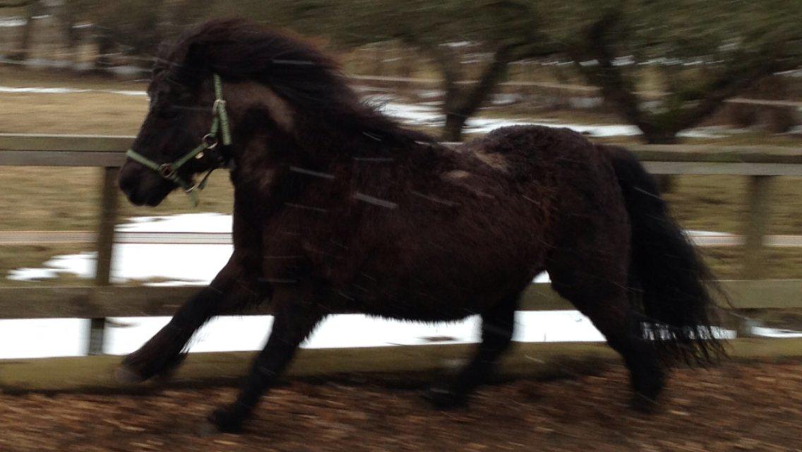 Shetlænder Elvis billede 32