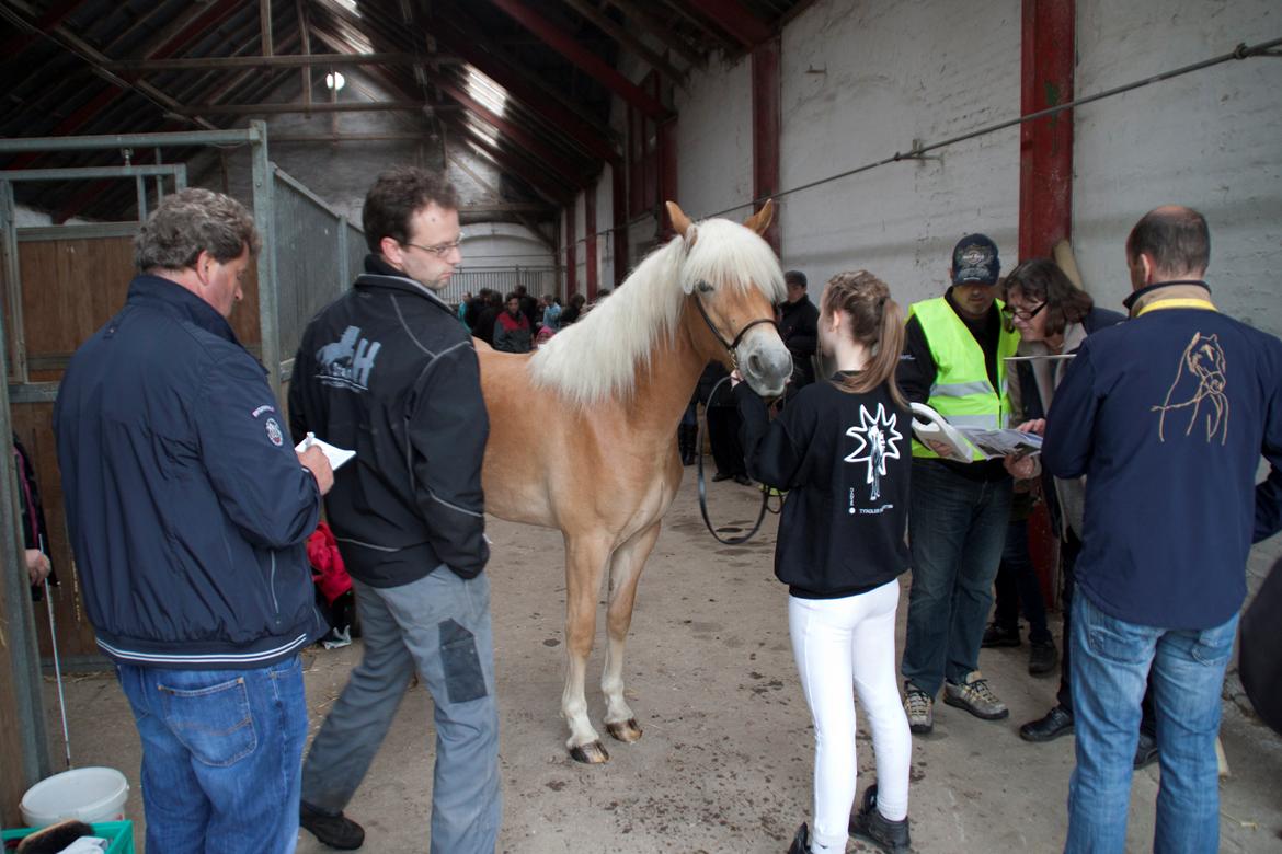 Tyroler Haflinger Fannie af Stenbek - Kåringen d.15 maj 2013 - Fannie er ved at blive målt. billede 2