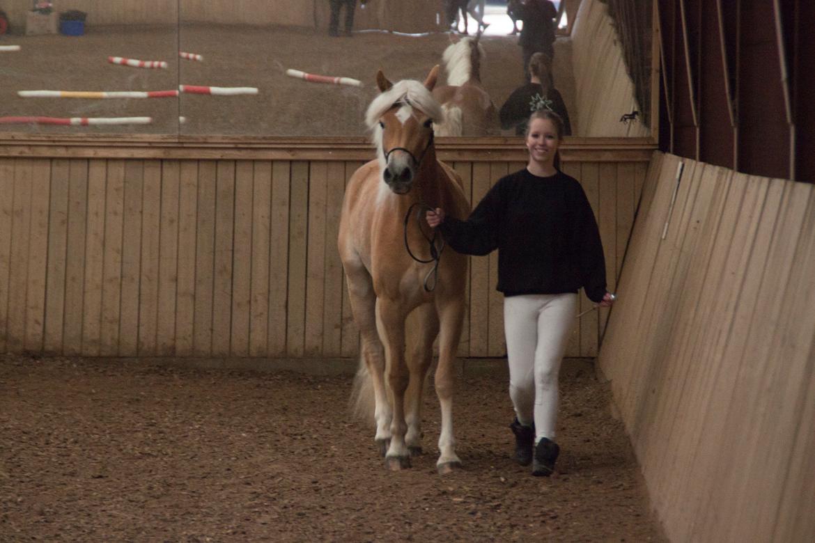 Tyroler Haflinger Fannie af Stenbek - Opvarmning til kåringen :-) billede 3