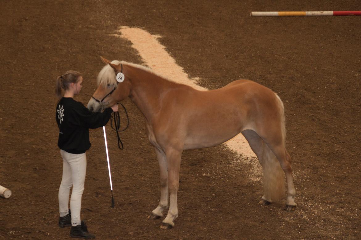 Tyroler Haflinger Fannie af Stenbek - Perfekt opstilling! billede 4