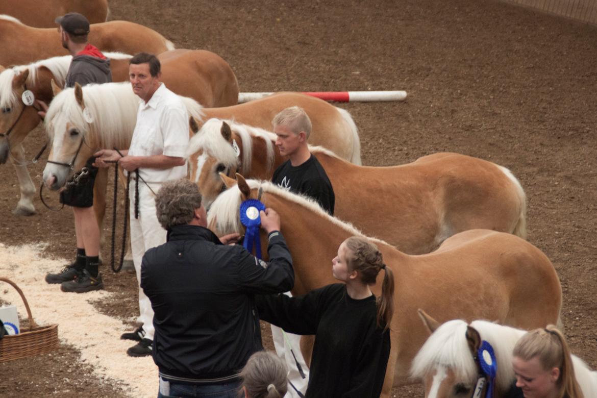 Tyroler Haflinger Fannie af Stenbek - Fannie fik de 7,5 point, og en flot anden plads. Her med blå roset. :-D billede 5