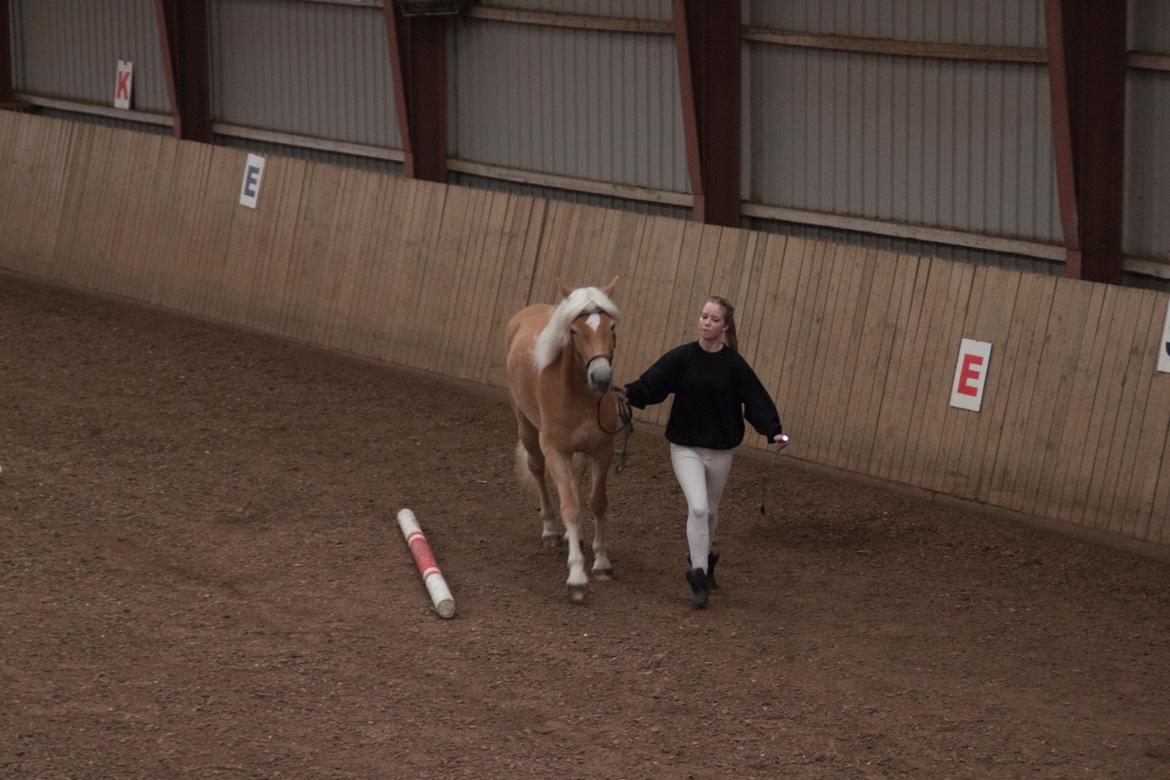 Tyroler Haflinger Fannie af Stenbek - Trav om trekanten. d;' billede 6