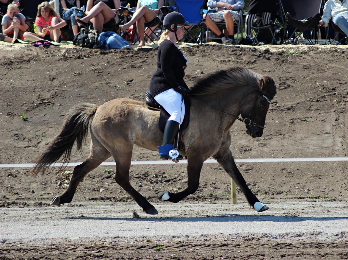 Islænder Hraunbúa fra Skarholt billede 3