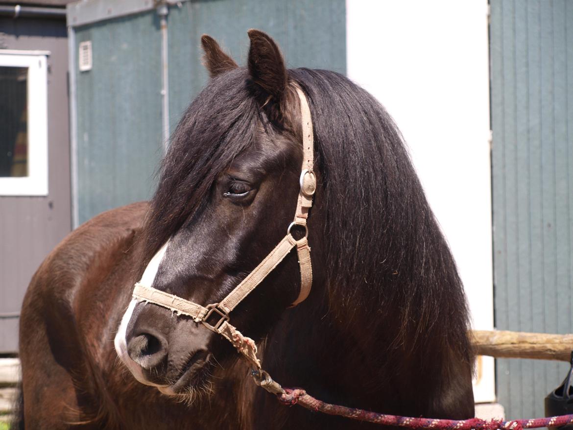 Norsk Døle Harald billede 1