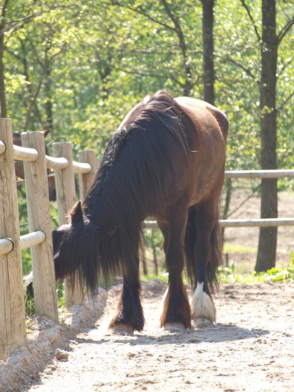 Norsk Døle Harald billede 2