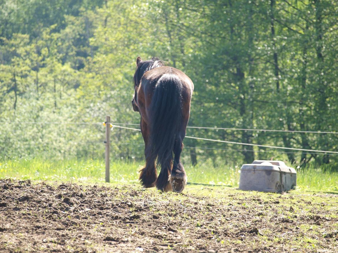 Norsk Døle Harald billede 5