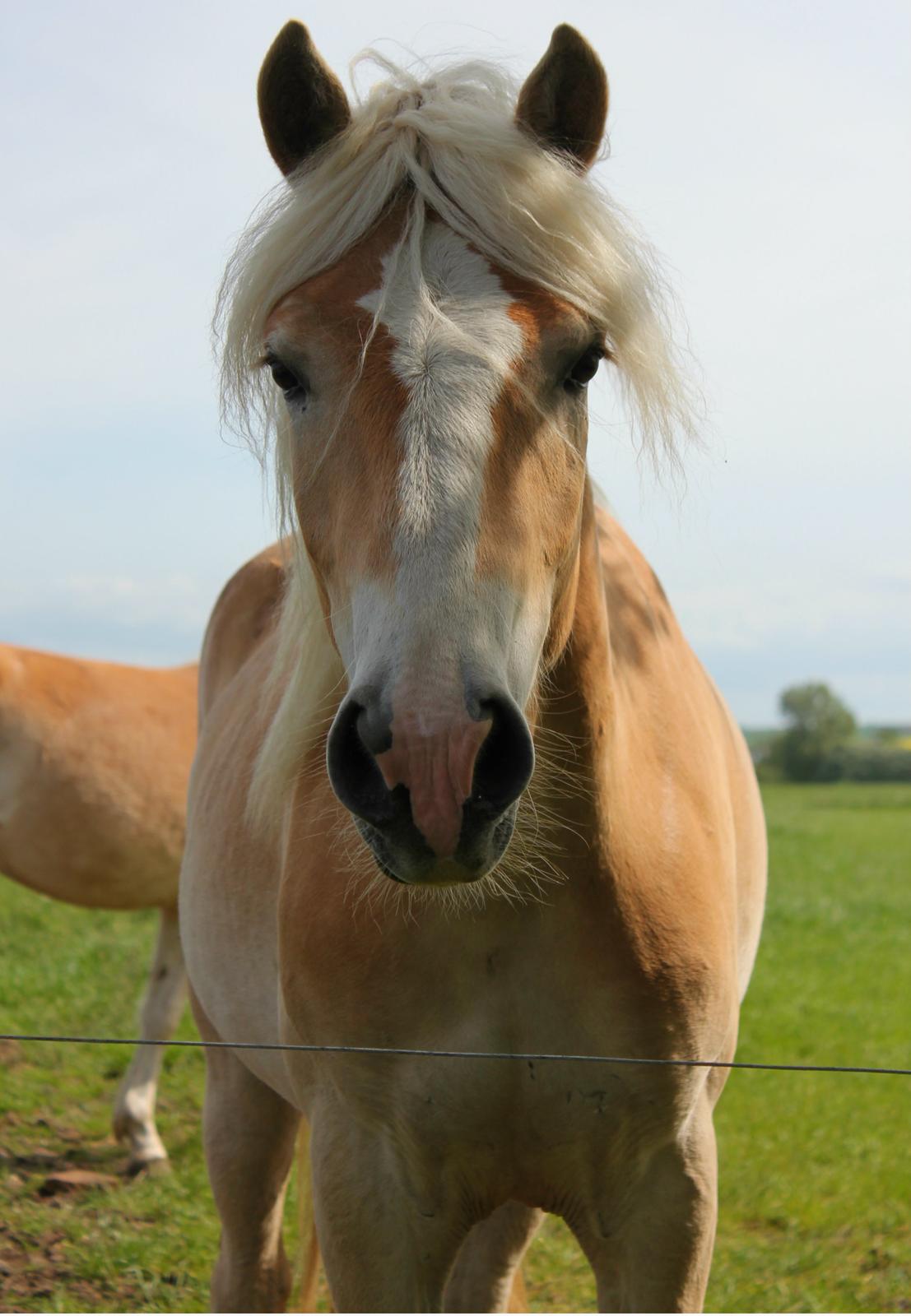 Tyroler Haflinger 'Haffi af Elghuset' (Solgt) billede 1