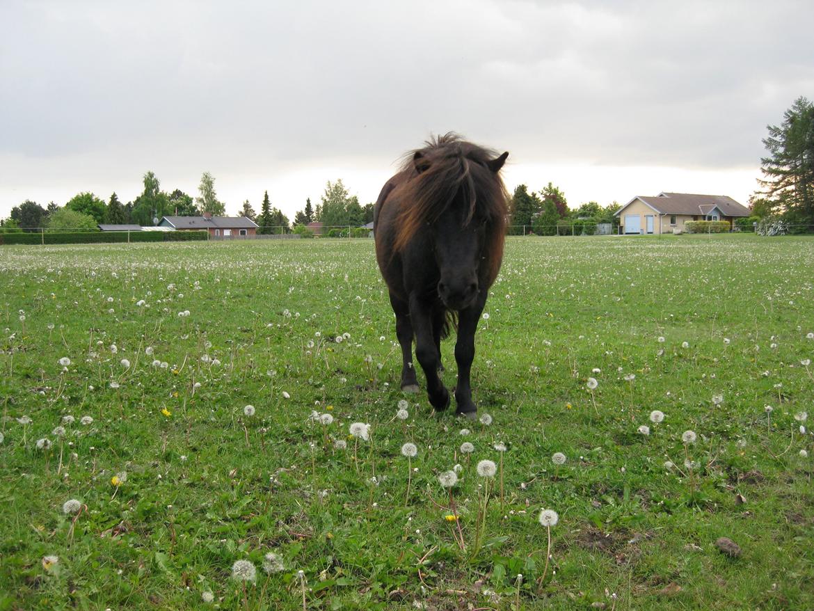 Shetlænder Ponyo fra Harekærgaard billede 7