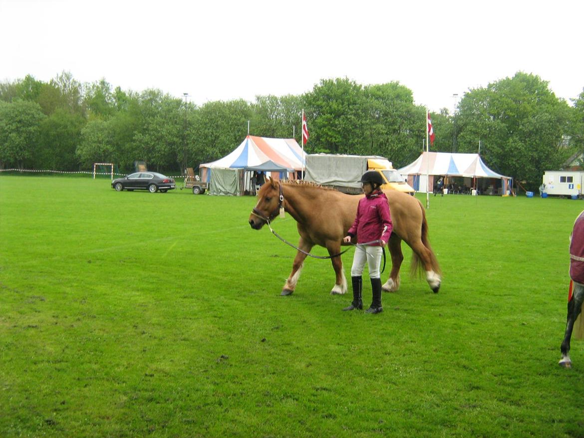 Anden særlig race Bertram billede 8