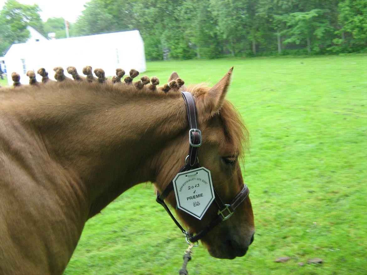 Anden særlig race Bertram billede 1
