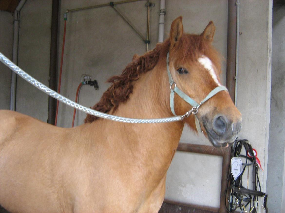 Anden særlig race Bertram billede 7