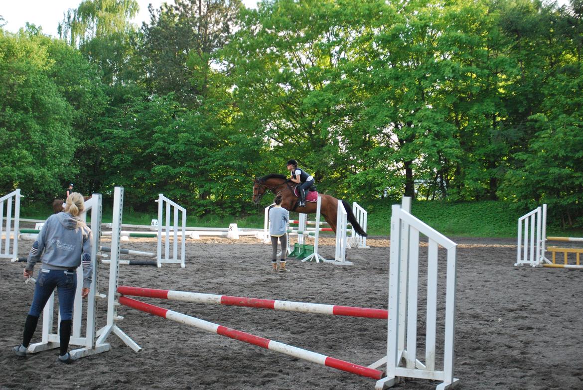 Dansk Varmblod Cherie HS billede 10