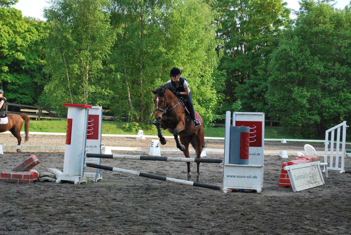 Dansk Varmblod Cherie HS billede 2