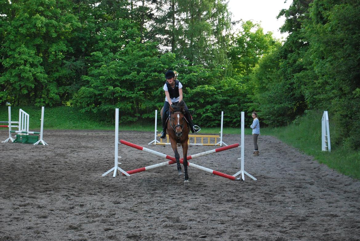 Dansk Varmblod Cherie HS billede 11